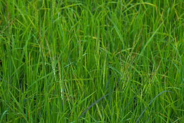 Rice landscape, green grass background. landscape from Thailand.