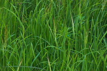 Rice landscape, green grass background. landscape from Thailand.