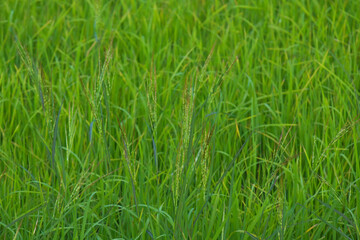 Rice landscape, green grass background. landscape from Thailand.
