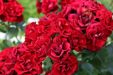 a bush with red roses in Peterhof