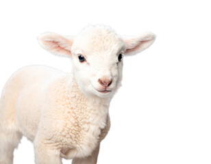 Fototapeta premium Baby Lamb with Easter Basket PNG