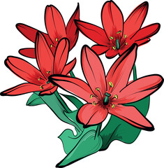 Red tulip bouquet botanical detailed vector illustration