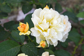 Beautiful white rose flower closeup in garden, A very beautiful white rose flower bloomed on the rose tree, Rose flower closeup, bloom flowers, Natural spring flower, Natural floral background,