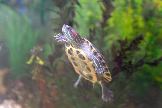 The freshwater trachemys scripta is swimming in the home aquarium