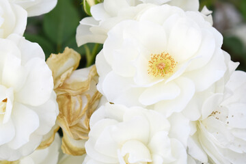 Beautiful white rose flower closeup in garden, A very beautiful white rose flower bloomed on the rose tree, Rose flower closeup, bloom flowers, Natural spring flower, Natural floral background,