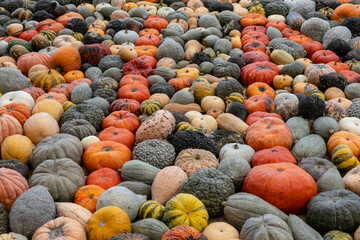 Colorful assortment of pumpkins and gourds at harvest festival
