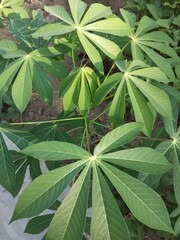 plant in a rural garden