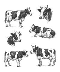 Hand-drawn dairy cows grazing, standing, and resting, symbolizing farming, livestock, and rural agriculture life.