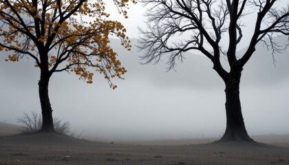 Fototapeta premium soft grey mist translucent hovering with cloudy pale undertones