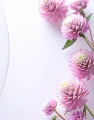 Fototapeta premium Globe amaranth flower background (SENNICHIKO)