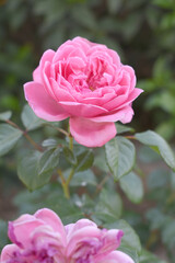 Beautiful pink rose flower closeup in garden, A very beautiful pink yellow rose flower bloomed on the rose tree, Rose flower closeup, bloom flowers, Natural spring flower floral background