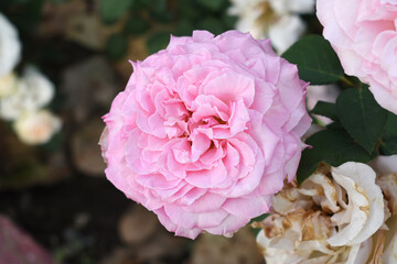 Obraz premium Beautiful pink rose flower closeup in garden, A very beautiful pink yellow rose flower bloomed on the rose tree, Rose flower closeup, bloom flowers, Natural spring flower floral background