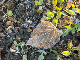 Frost-covered leaf resting on soil among green plants in early morning light