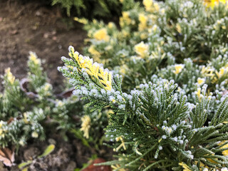 Juniperus horizontalis Andorra Variegata with frost in a garden setting during early morning