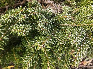 Frost-covered evergreen branches in a winter landscape showcasing nature's beauty