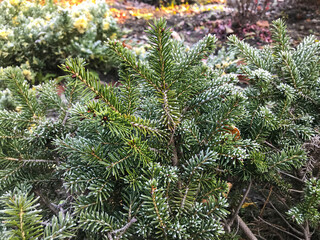 Frost-covered evergreen branches shining in morning light during early winter days