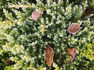 Green plants covered with frost and fallen leaves in an autumn setting