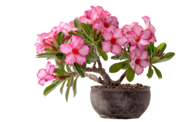 Vibrant Pink Flowering Plant with Foliage Displaying Aesthetic Beauty in a Decorative Pot on transparent background