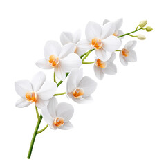 A delicate white orchid with vibrant orange accents, showcasing its elegant petals and natural beauty.
