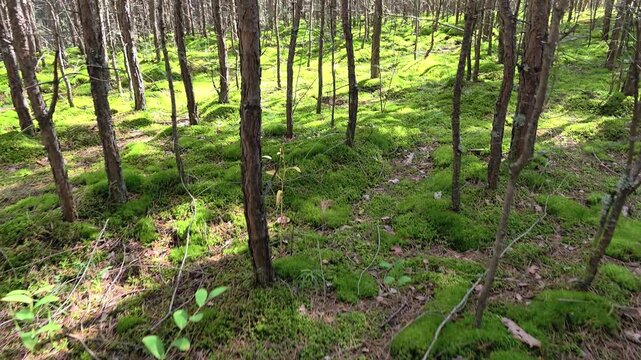Video of Walk through a mossy pine forest in summer season.