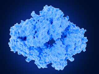The tetrameric enzyme beta-galactosidase