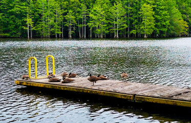 Mazarick Park in Fayetteville, NC, USA