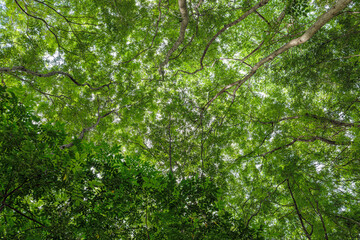 Bottom-up view beautiful green forest. sunrise in a spring  forest with bright young foliage glowing in the rays of the sun and shadows from tree
