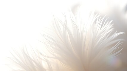 Obraz premium Delicate white feathers illuminated by sunlight, creating a serene and ethereal composition.