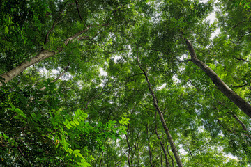 Bottom-up view beautiful green forest. sunrise in a spring  forest with bright young foliage glowing in the rays of the sun and shadows from tree
