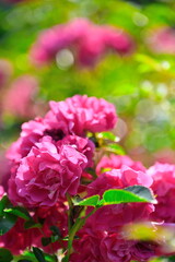 濁川公園（新潟県）