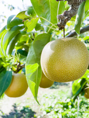 青空の下で実る瑞々しい梨の果実クローズアップ