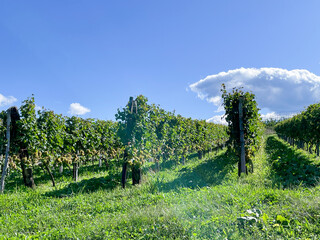 ワイン用の葡萄園