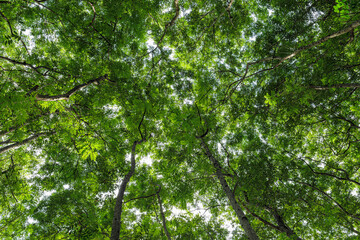 Bottom-up view beautiful green forest. sunrise in a spring  forest with bright young foliage glowing in the rays of the sun and shadows from tree