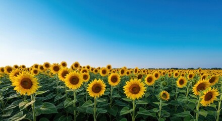 Fototapeta premium Vast sunflower field under a clear blue sky