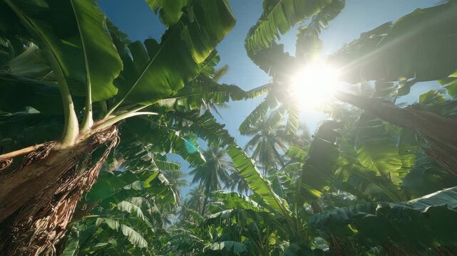 Lush Green Canopy Sunlight Tropical Rainforest