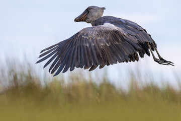 Shoebill in flight over the swamp in Ouganda