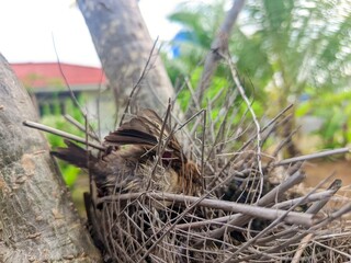 bird nest with eggs