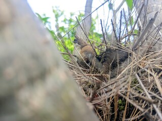 robin in nest
