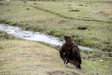 A beautiful brown golden eagle scans the surrounding area in search of food in the Altai Mountains