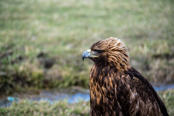 A beautiful brown golden eagle scans the surrounding area in search of food in the Altai Mountains