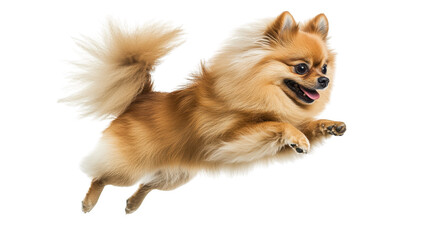 A lively Pomeranian dog joyfully leaps in mid-air against a plain white background. its fluffy fur and playful demeanor. perfect for pet-related content and stock photography
