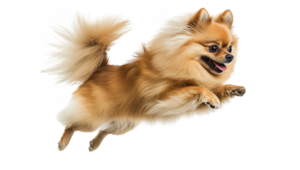 A lively Pomeranian dog joyfully leaps in mid-air against a plain white background. its fluffy fur and playful demeanor. perfect for pet-related content and stock photography