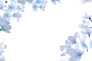 Blue-Toned Cherry Blossom Frame with Transparent Background
