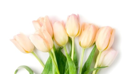 Elegant Fresh Tulips with Soft Peach and Cream Petals on White Background