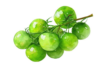 Green Cherry Tomatoes on Vine Hand Drawn Watercolor Isolated Food Illustration