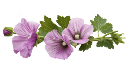 A close-up view of delicate pink flowers with green leaves. their intricate details and natural beauty. ideal for floral arrangements or nature-themed designs
