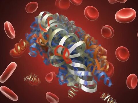 Protein structure binding and releasing O2 molecules in a blood plasma environment
