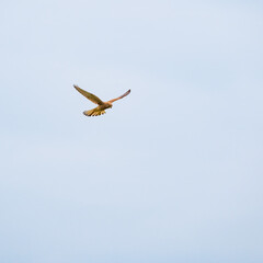 falcon in front of grey sky, standing in the air