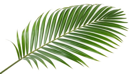 Obraz premium Tropical Green Palm Leaf Isolated on White Background