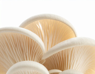 Oyster Mushroom Cluster